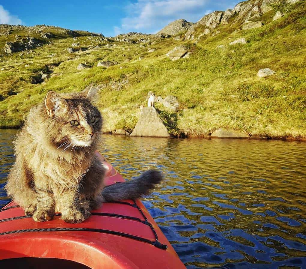30 котов-путешественников, у которых жизнь интереснее, чем у тебя
