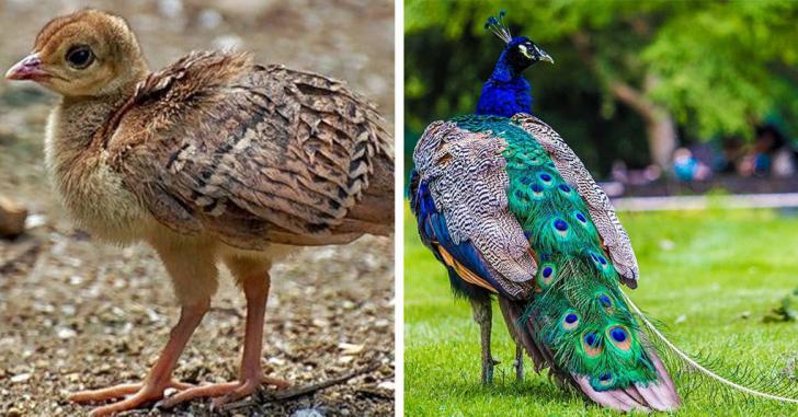 15 привычных нам птиц, которых вы никогда не видели маленькими
