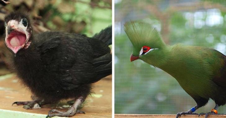 15 привычных нам птиц, которых вы никогда не видели маленькими