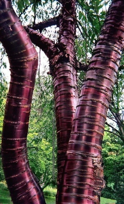 22 фотографии странных деревьев, которые похожи на фотошоп, но это не так