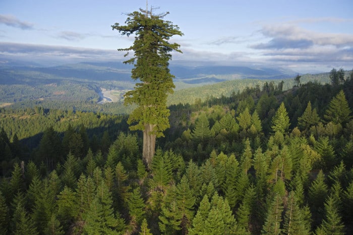 22 фотографии странных деревьев, которые похожи на фотошоп, но это не так