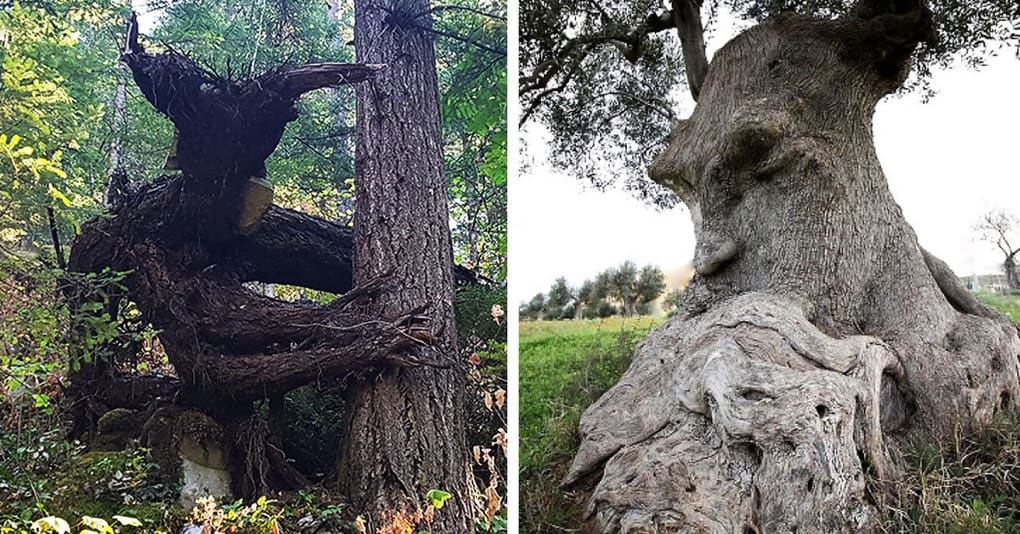 25 необычных деревьев, напоминающих что-то другое, на которые вам придётся взглянуть дважды