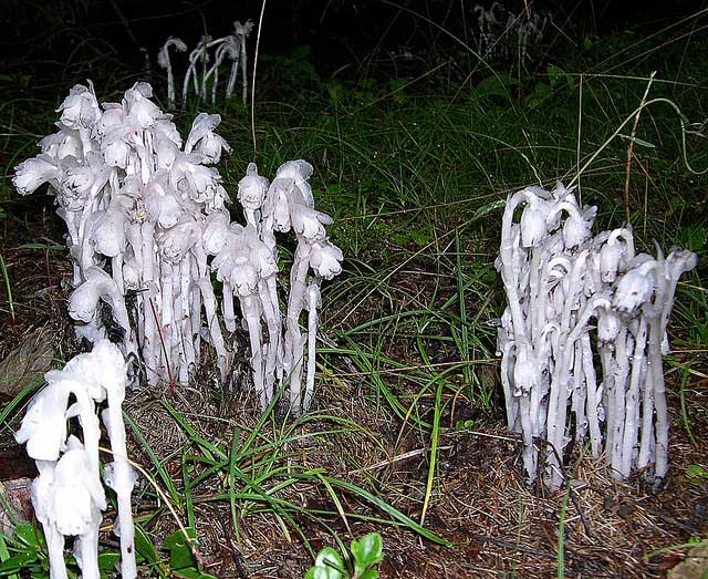 18 пугающих растений, которые словно явились к нам из ночных кошмаров