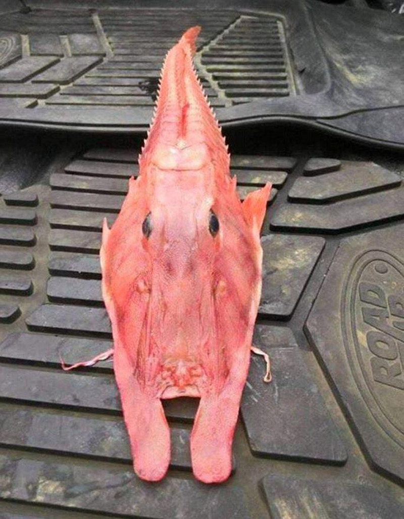 Странное существо было найдено у берегов Австралии