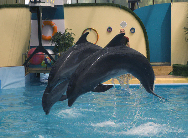 Где находится дельфинарий в Ростове-на-Дону?