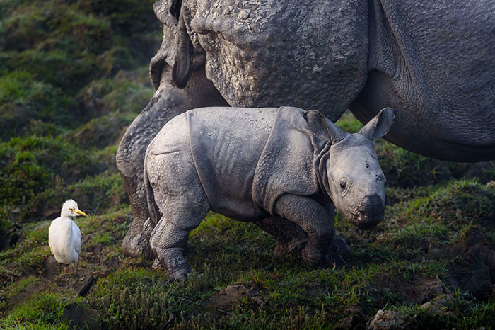 В национальном парке отстреливают людей, чтобы сберечь носорогов