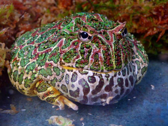 Топ-10 самых необычных лягушек в мире