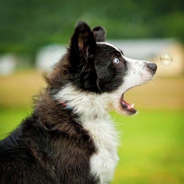 18 уморительных фотографий собак, с которыми не соскучишься