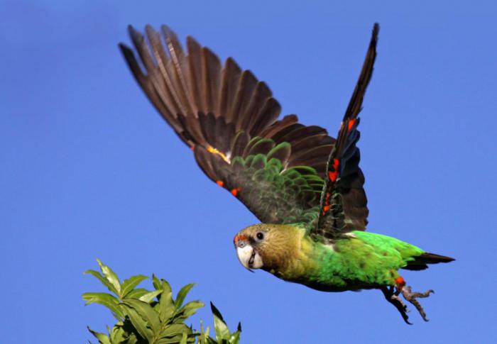 10 фактов о попугаях, которых вы не знали