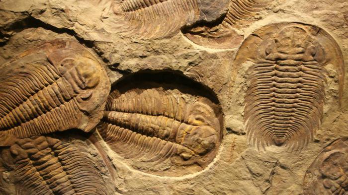 Ученые удивлены тем, что произошло после Великого пермского вымирания