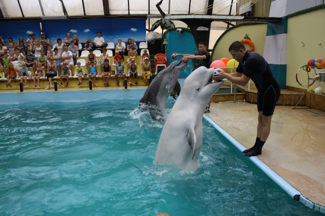 Где находится дельфинарий в Ростове-на-Дону?