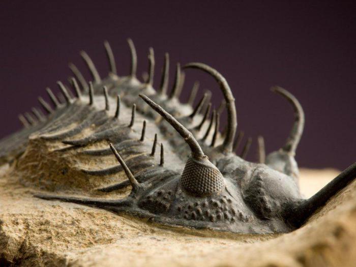 Ученые удивлены тем, что произошло после Великого пермского вымирания