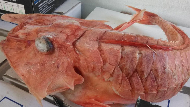 Странное существо было найдено у берегов Австралии