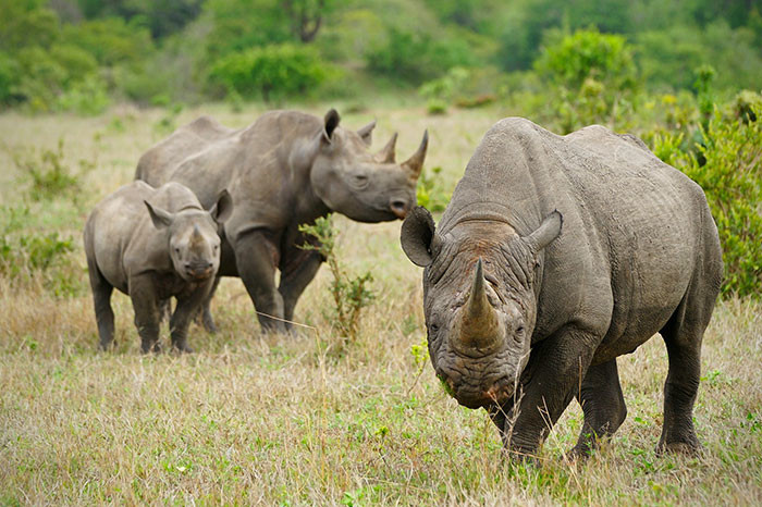 В национальном парке отстреливают людей, чтобы сберечь носорогов