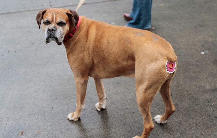 9 странных аксессуаров для собак, на которые стоит обратить внимание любящим хозяевам