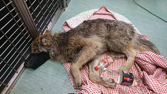3 рабочих в Эстонии спасли «собаку» в замерзшем озере - они не знали, что это волк