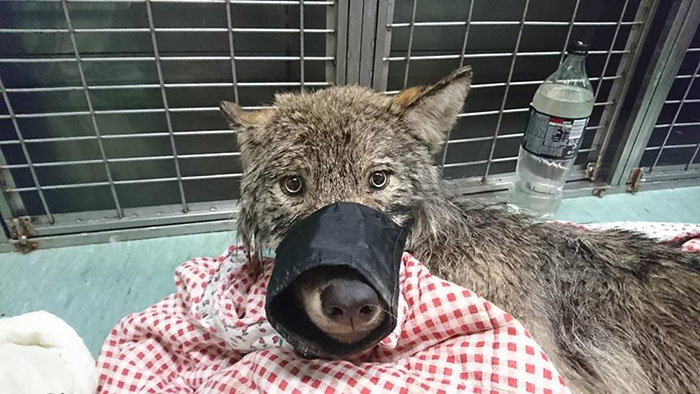 3 рабочих в Эстонии спасли «собаку» в замерзшем озере - они не знали, что это волк