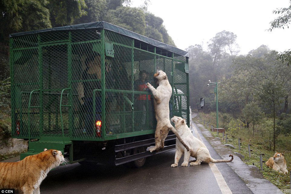 В Китае есть зоопарк, где в клетках - люди, а гуляют – животные