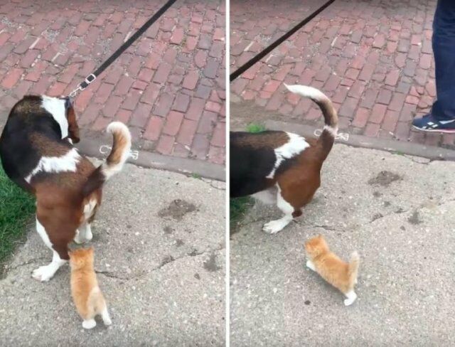 Бездомный котенок догнал человека с собакой и пошёл с ними домой