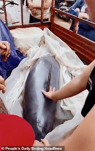 Туристы купили на китайском рынке редкую ″морскую свинью″ - и выпустили ее в море