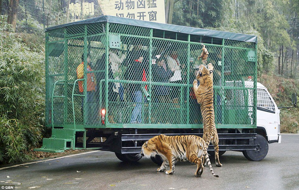 В Китае есть зоопарк, где в клетках - люди, а гуляют – животные