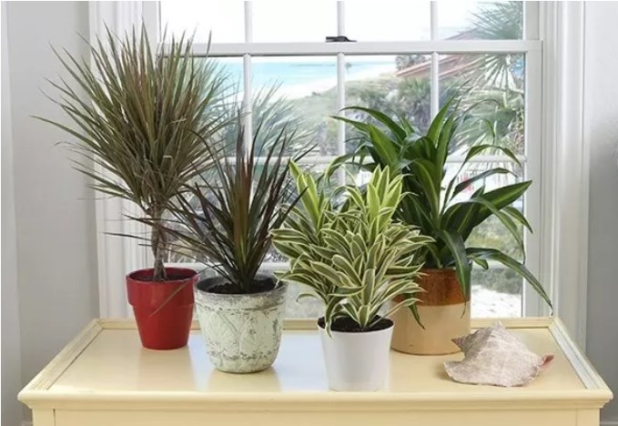15 комнатных растений, которые выживут даже у такого занятого человека как вы